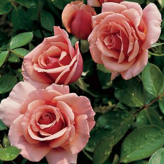 Tournament of Roses