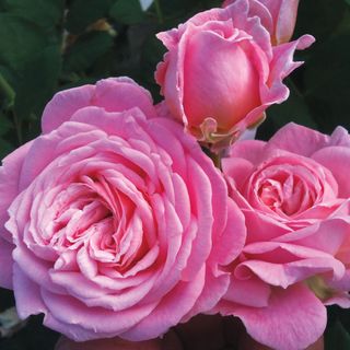 Parfuma® Summer Romance™