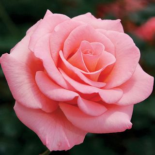 Flawless™ Miniflora