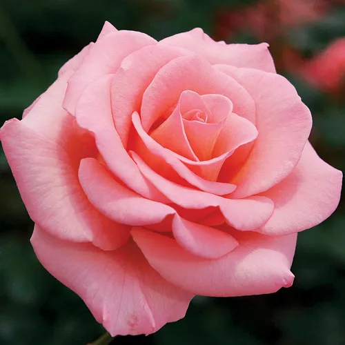 Flawless™ Miniflora