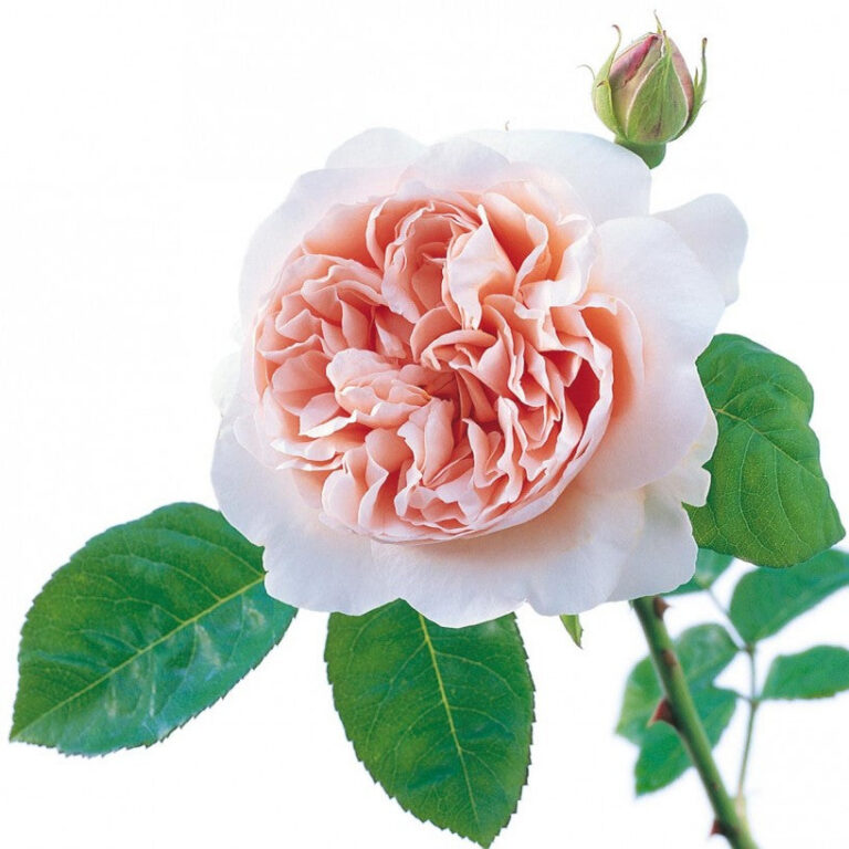 Ambridge Rose ® (AUSwonder)
