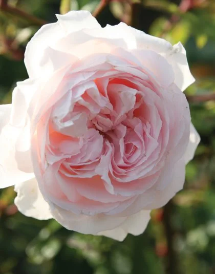 Anniversary Blush
