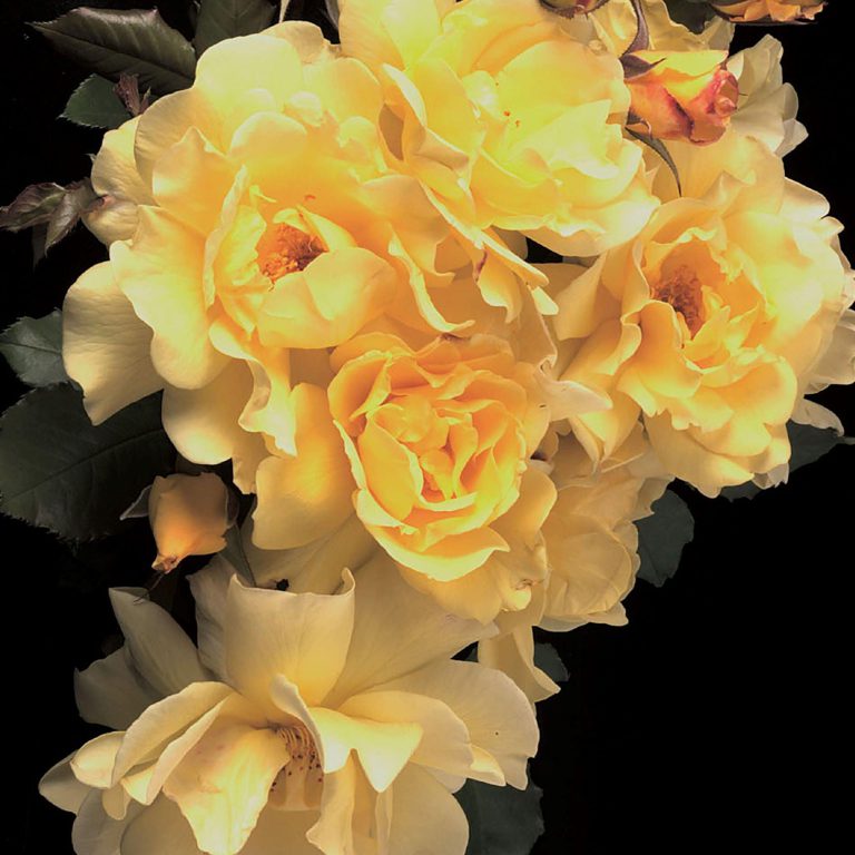 Lemon Meringue