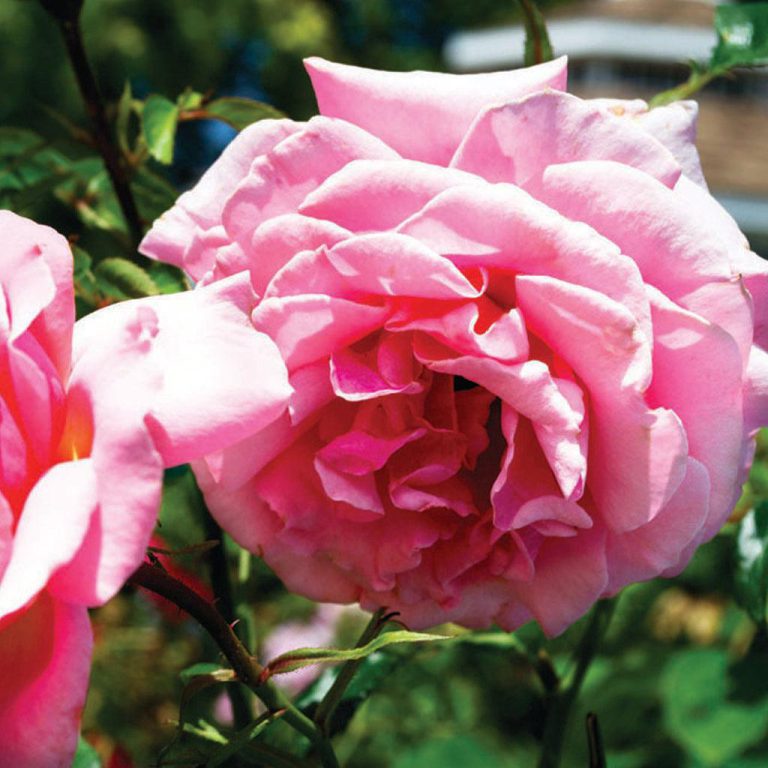 Tournament of Roses