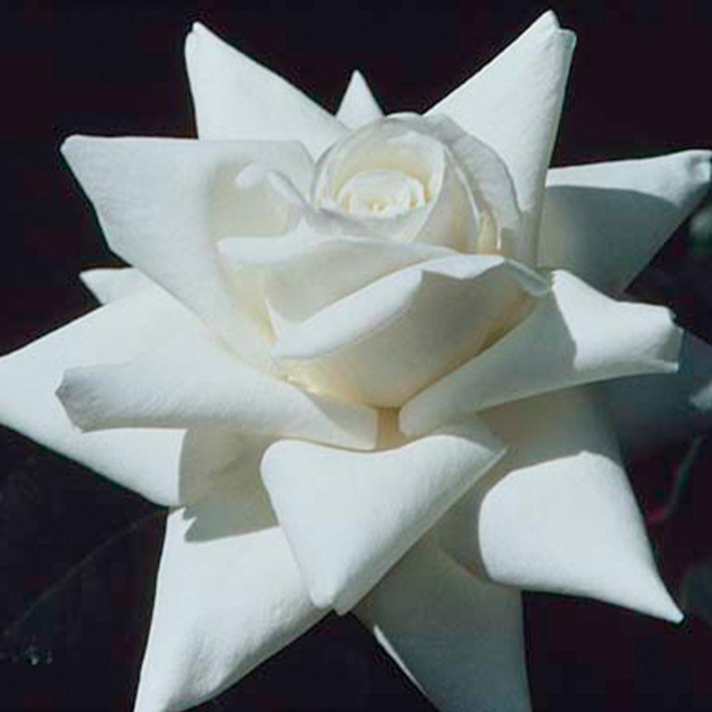 Canadian White Star