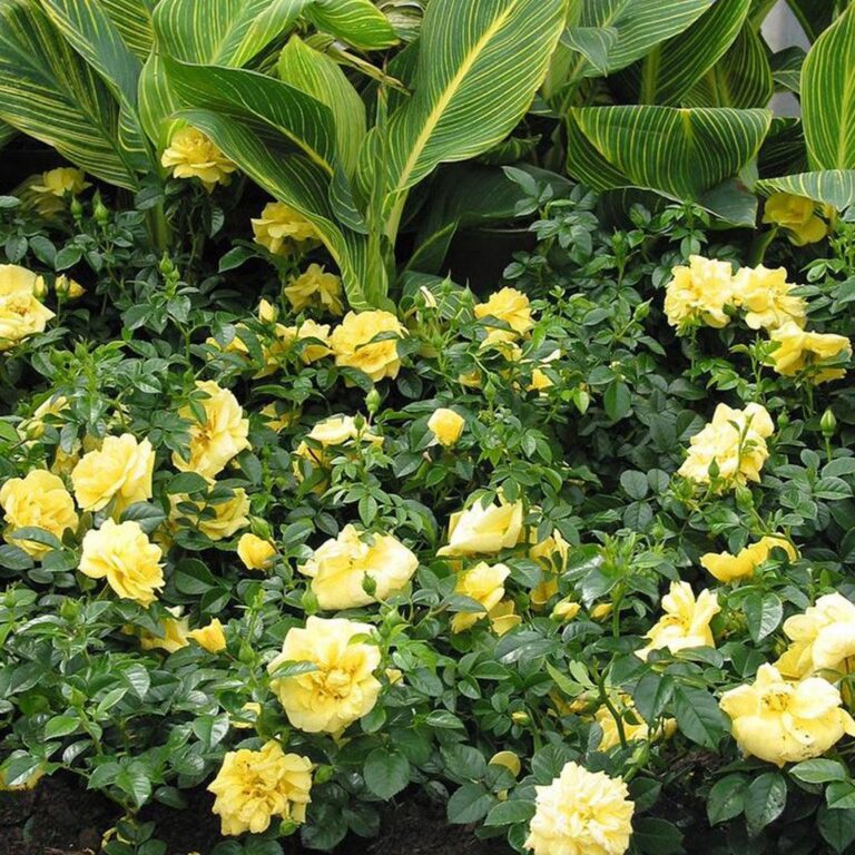 Flower Carpet® Yellow
