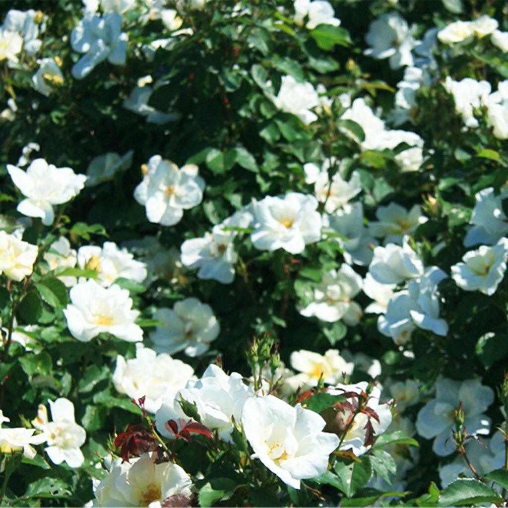 White Knock Out®