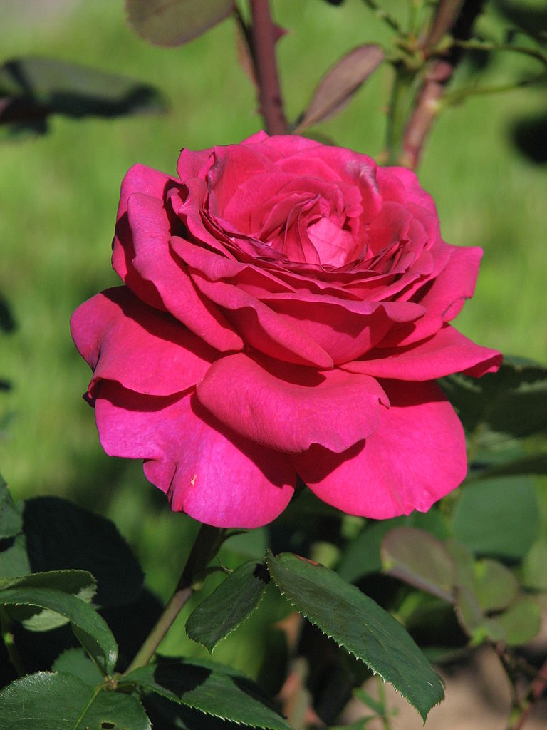 Stephens’ Big Purple