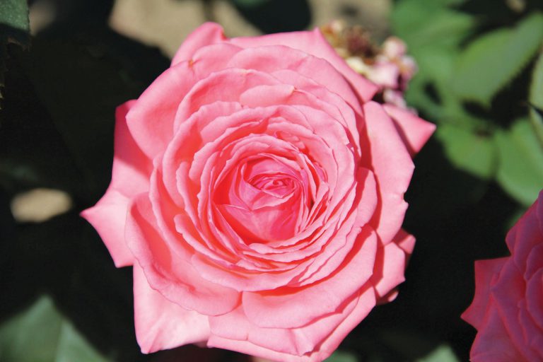 Canada Blooms