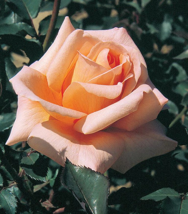 Special Occasion