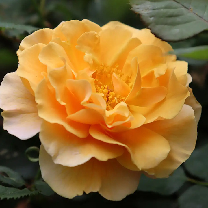 Rise Up Amberness®