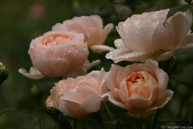 Ambridge Rose ® (AUSwonder)