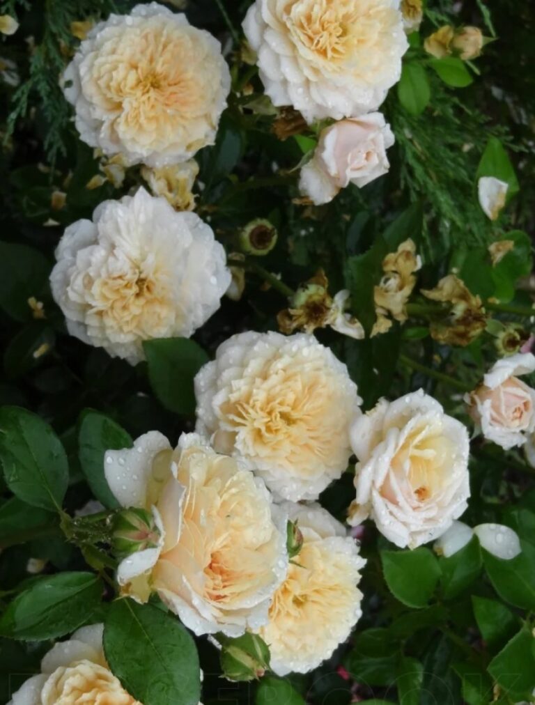 English Garden ® (AUSbuff)