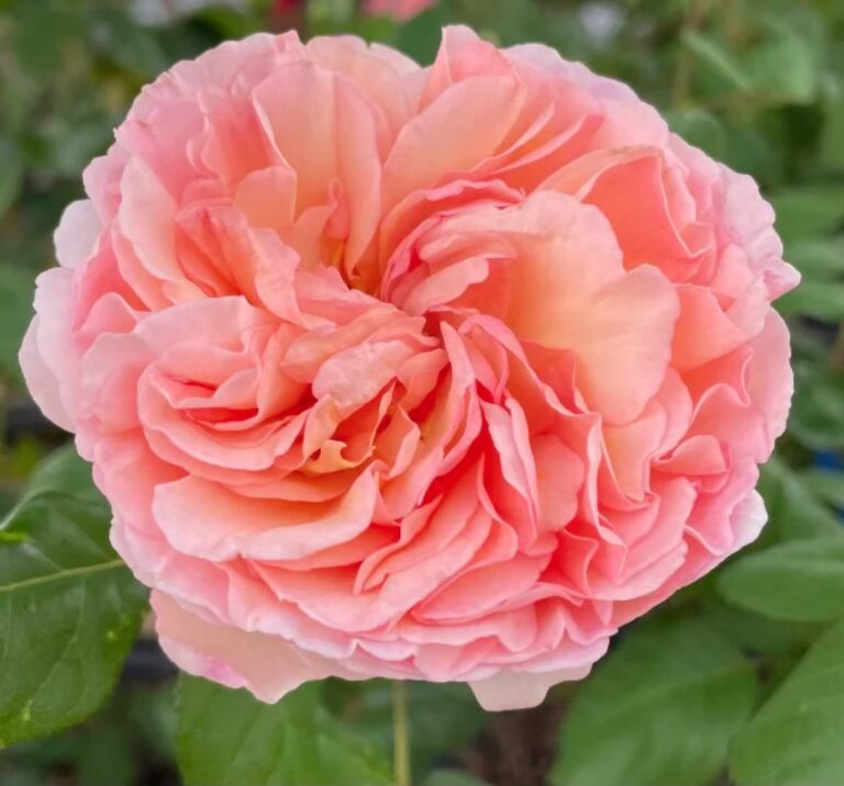 Abraham Darby