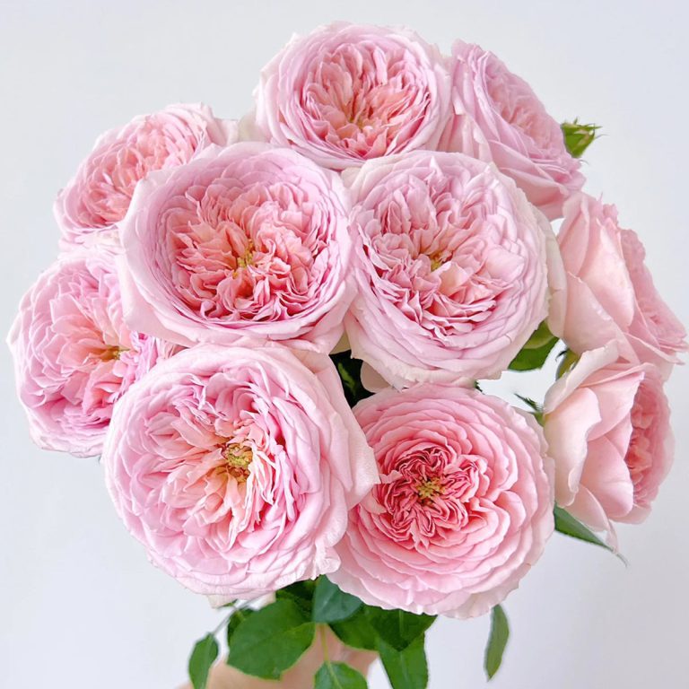 Abraham Darby (AUScot)