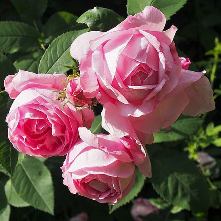 Coupe d’Hébé