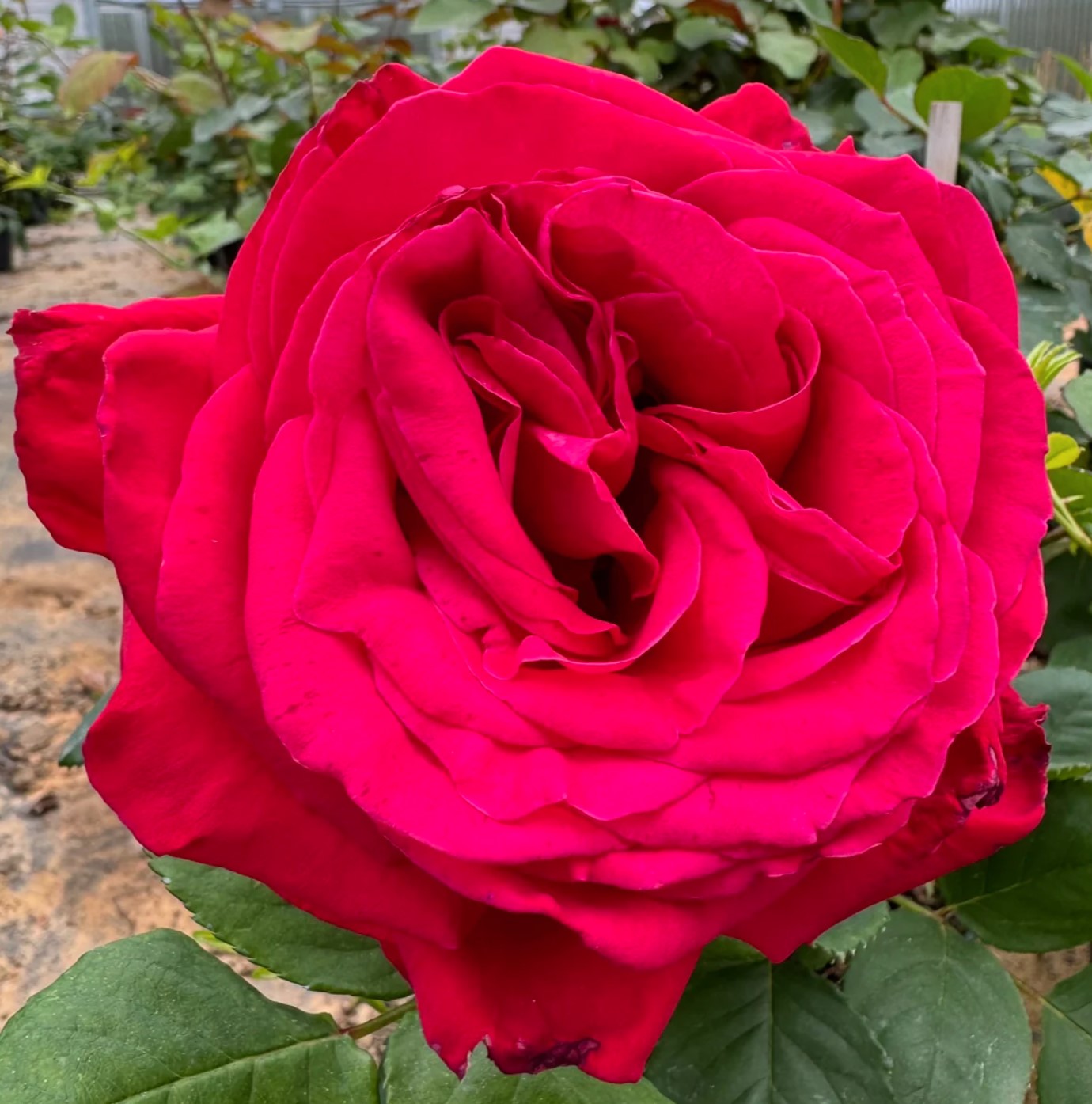 Alec’s Red®