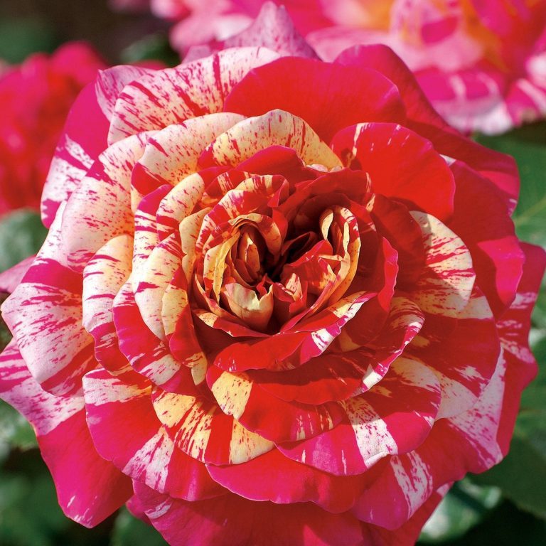 All American Magic™