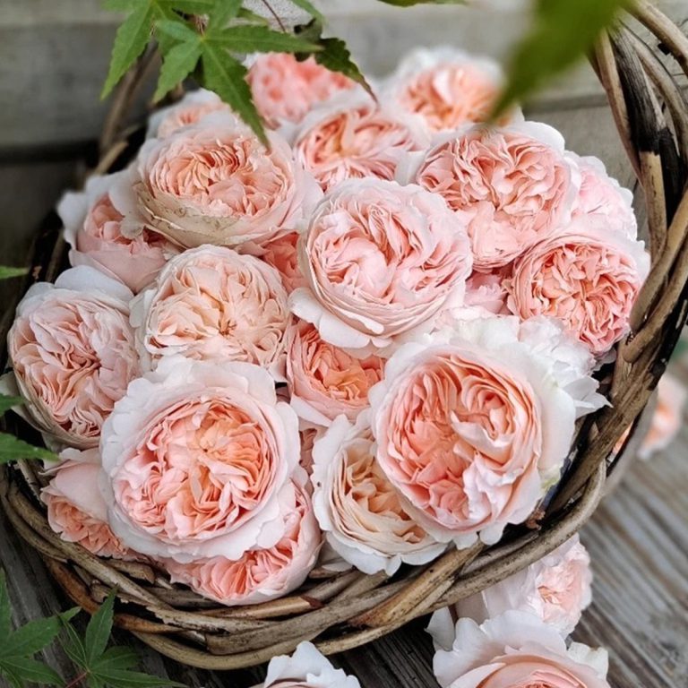 Ambridge Rose ® (AUSwonder)