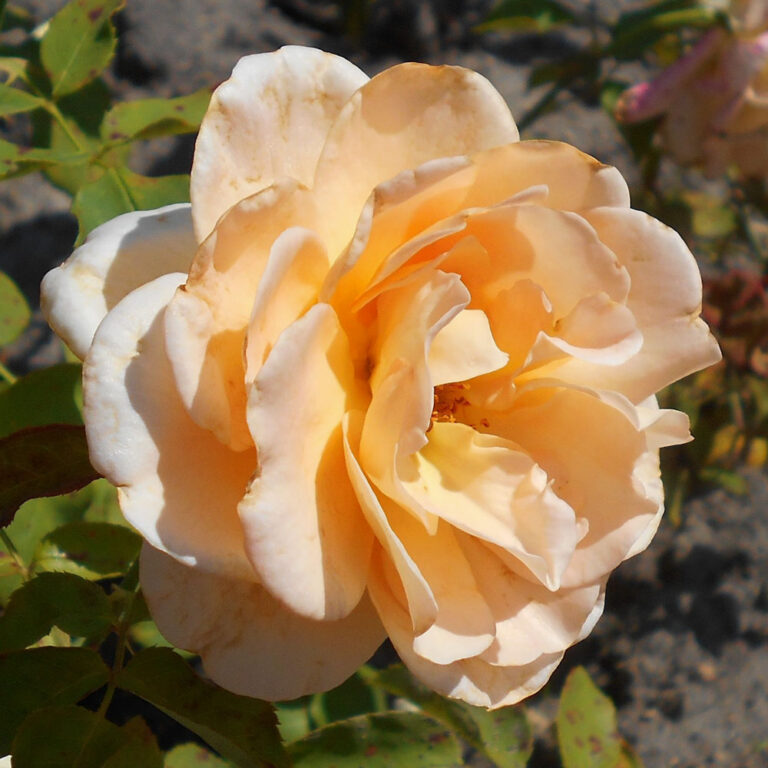 Apricot Nectar