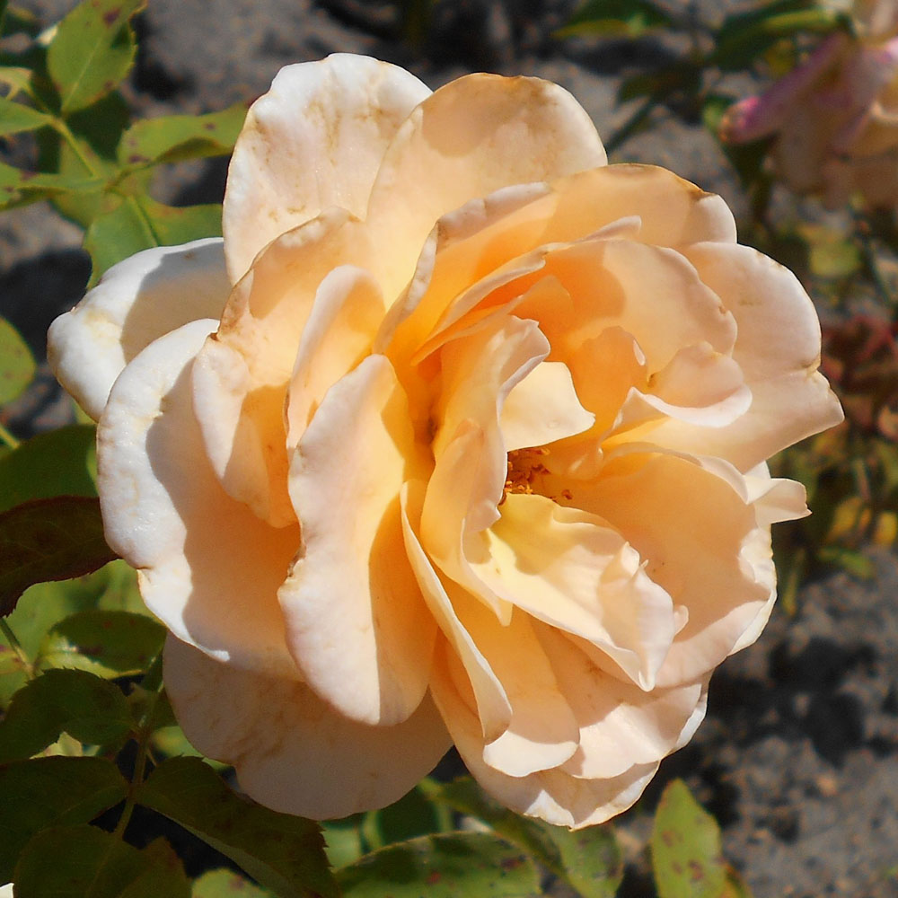 Apricot Nectar