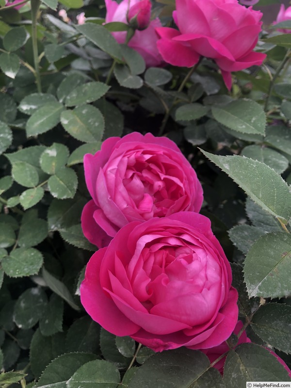 Barbara’s Pasture Rose