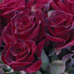 Black Baccara
