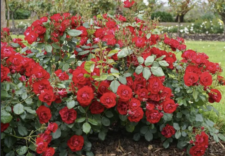 Black Forest Rose