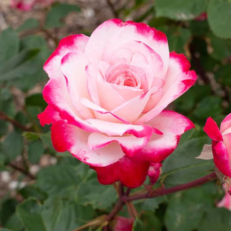 Candy Cane Cocktail™