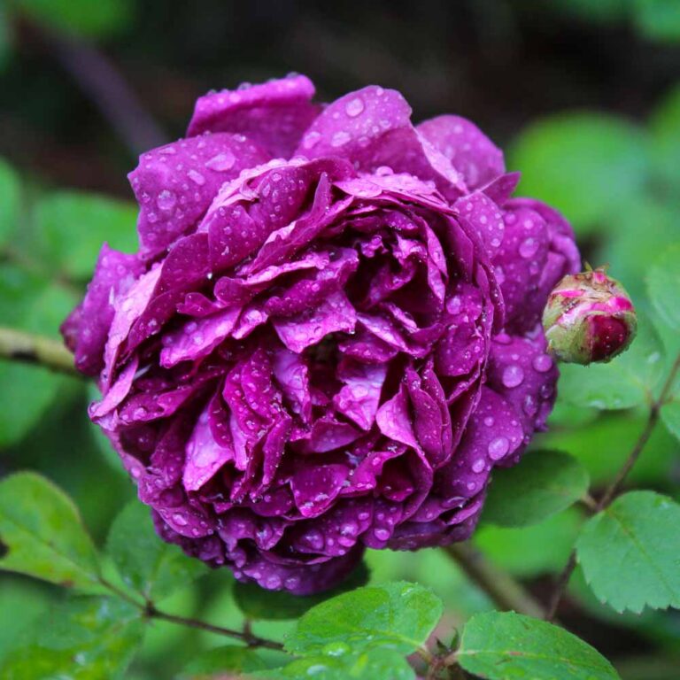 Cardinal de Richelieu