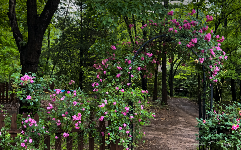 Perennial Blue ®