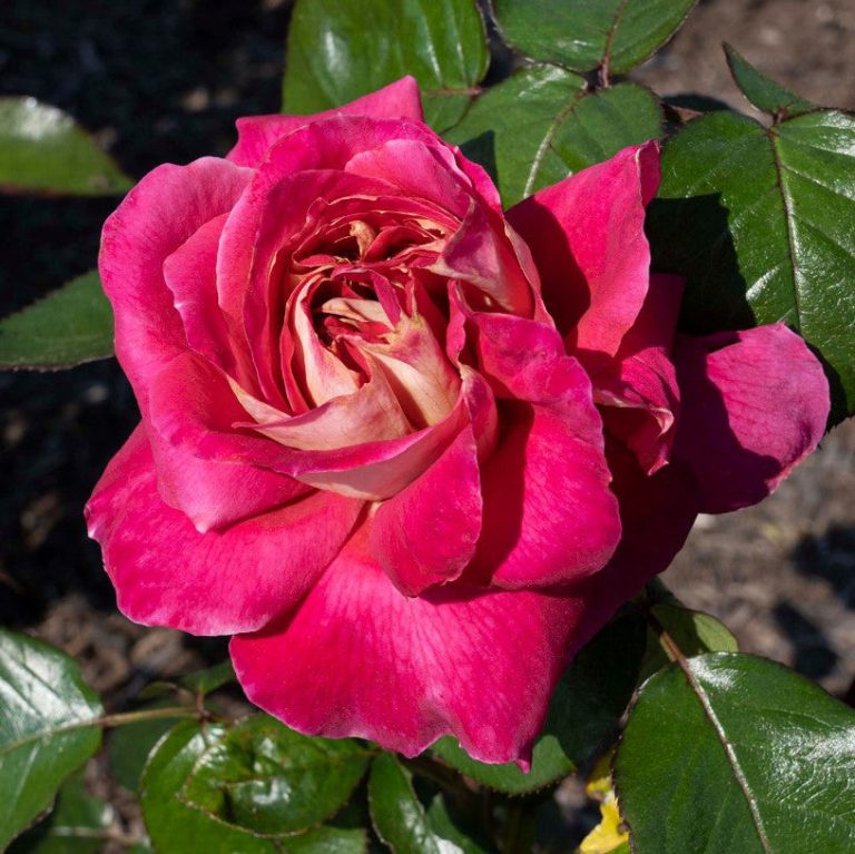 Cherries & Champagne™