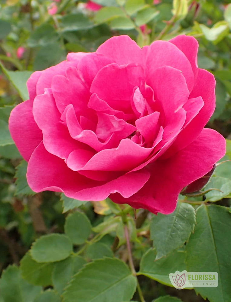 George Vancouver