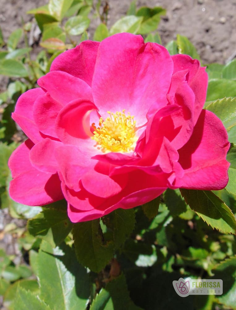 John Cabot