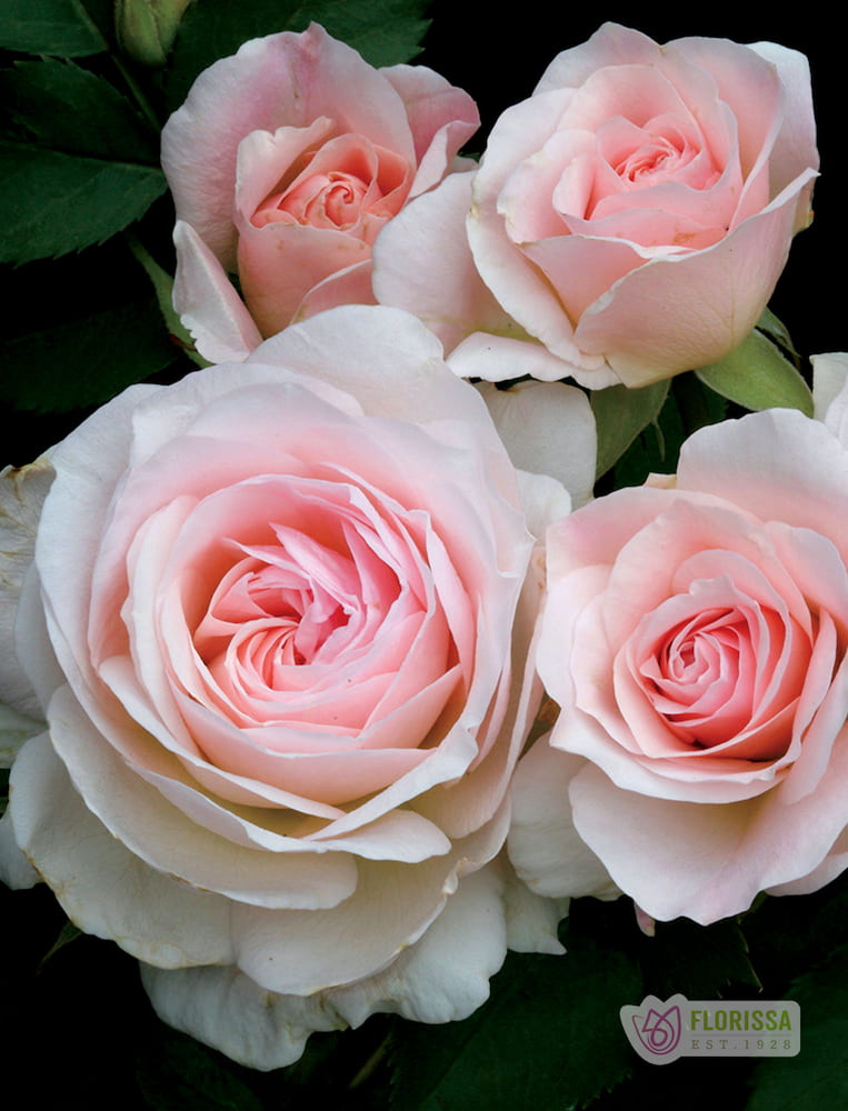 Morden Blush