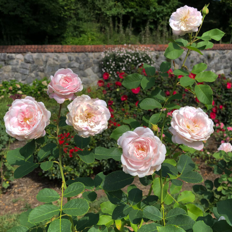 Coquette des Blanches