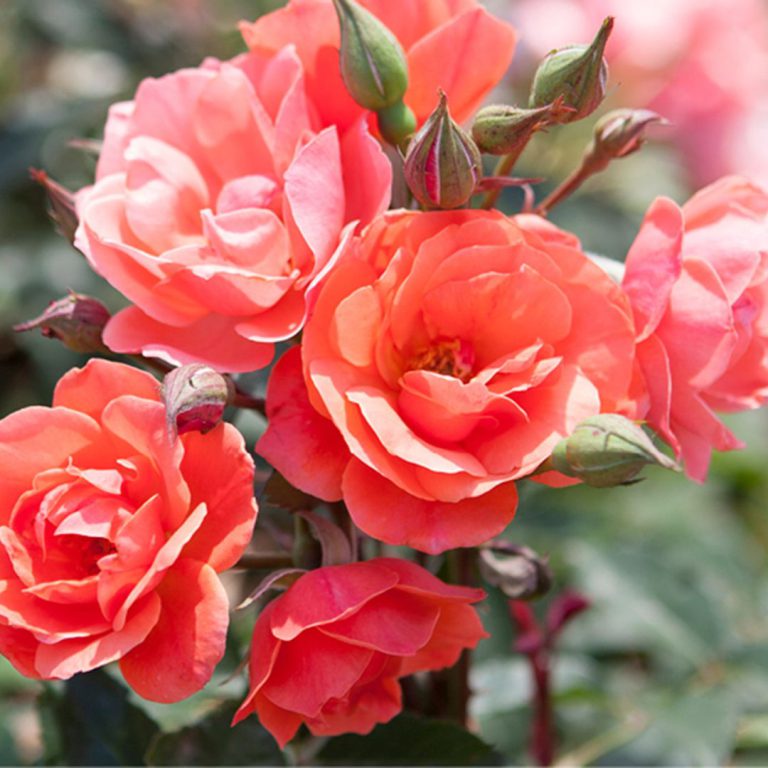 Coral Knock Out®