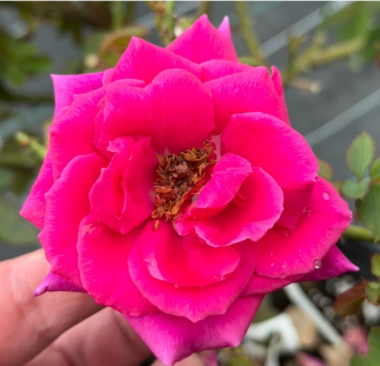 Crimson Glory