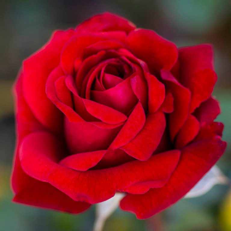Crimson Bouquet™