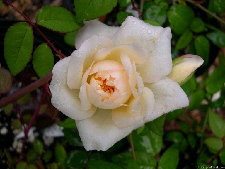 Dixie Beauty