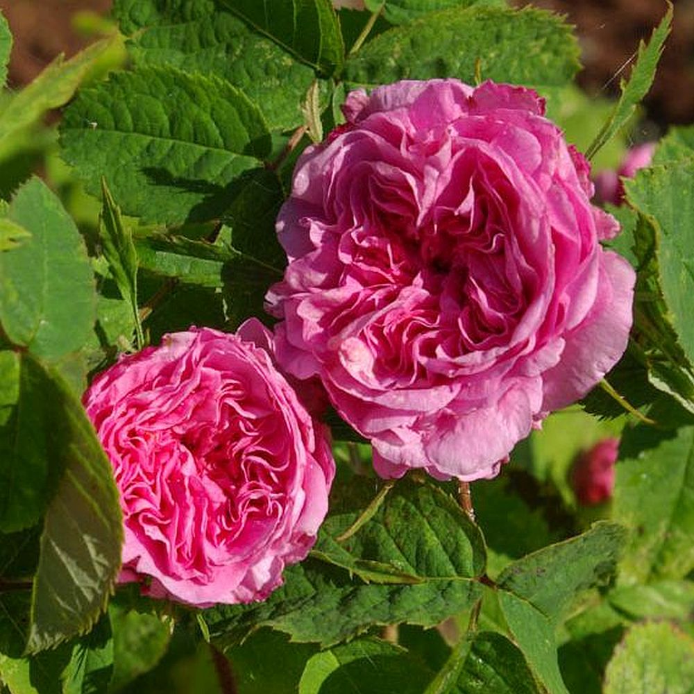 Duchesse de Rohan