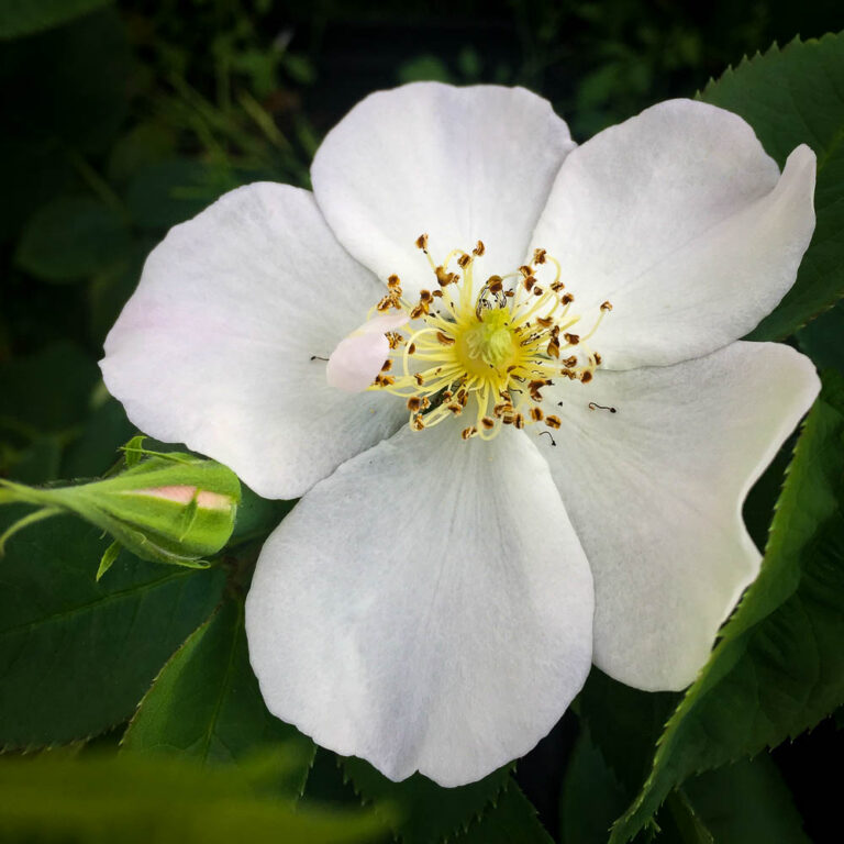 Rosa dupontii