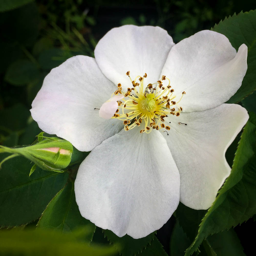Rosa dupontii