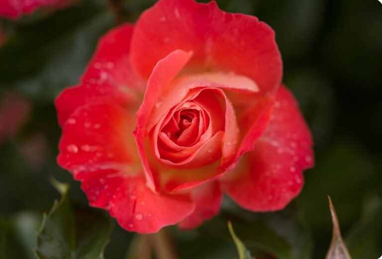 Easy Elegance® Coral Cove