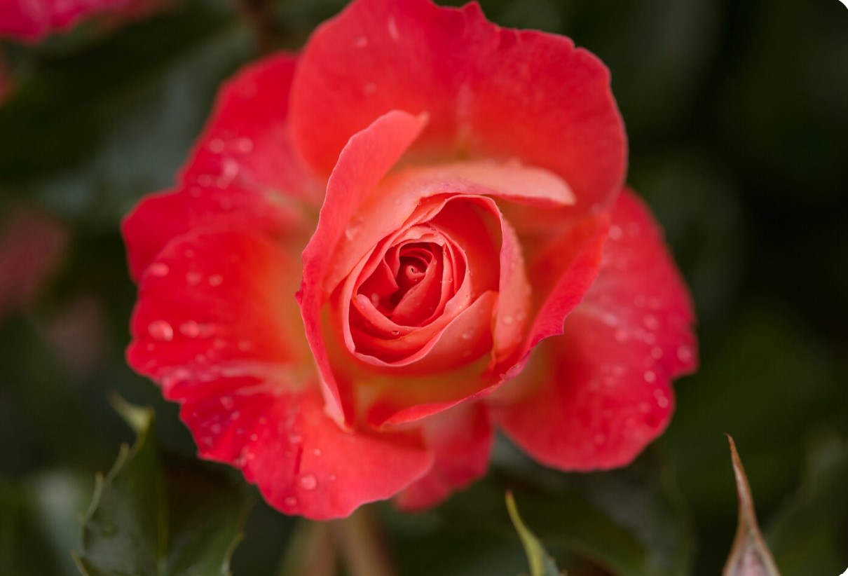 Easy Elegance® Coral Cove