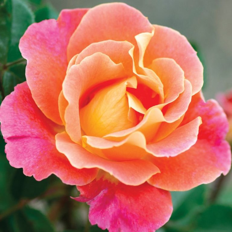 Fruity Petals