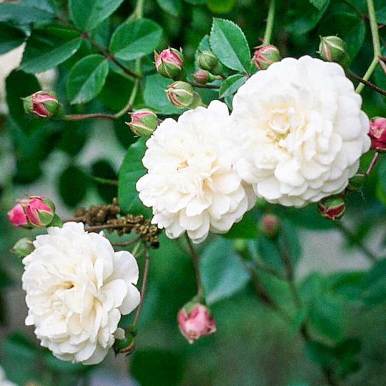 Félicité et Perpétue