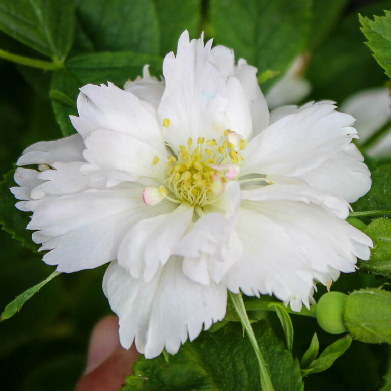 Fimbriata