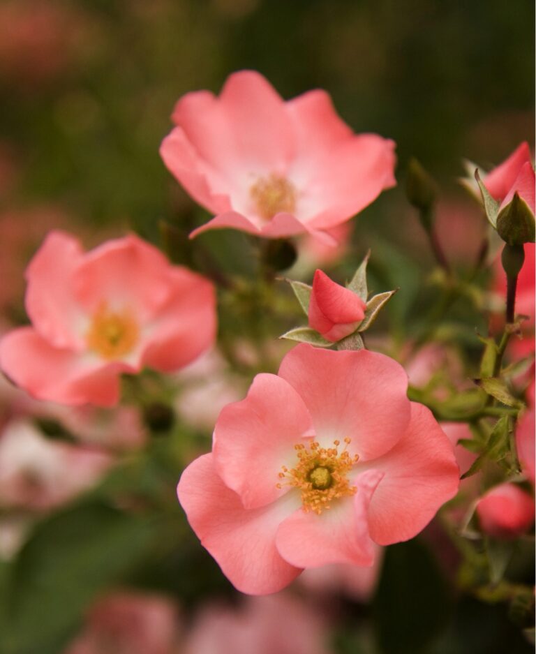 Flower Carpet® Coral