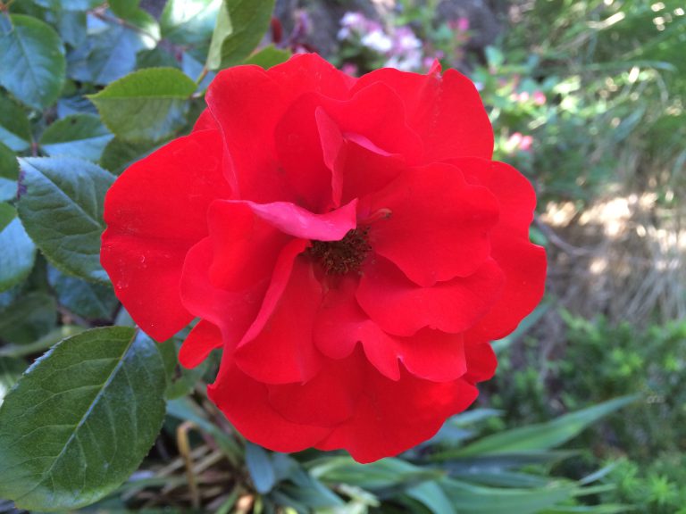 Parkwood Scarlet
